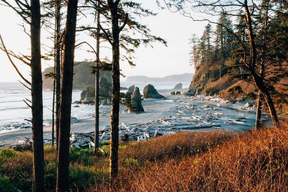 Sea stacks and driftwood on the Olympic coast, seen through the trees from the trail